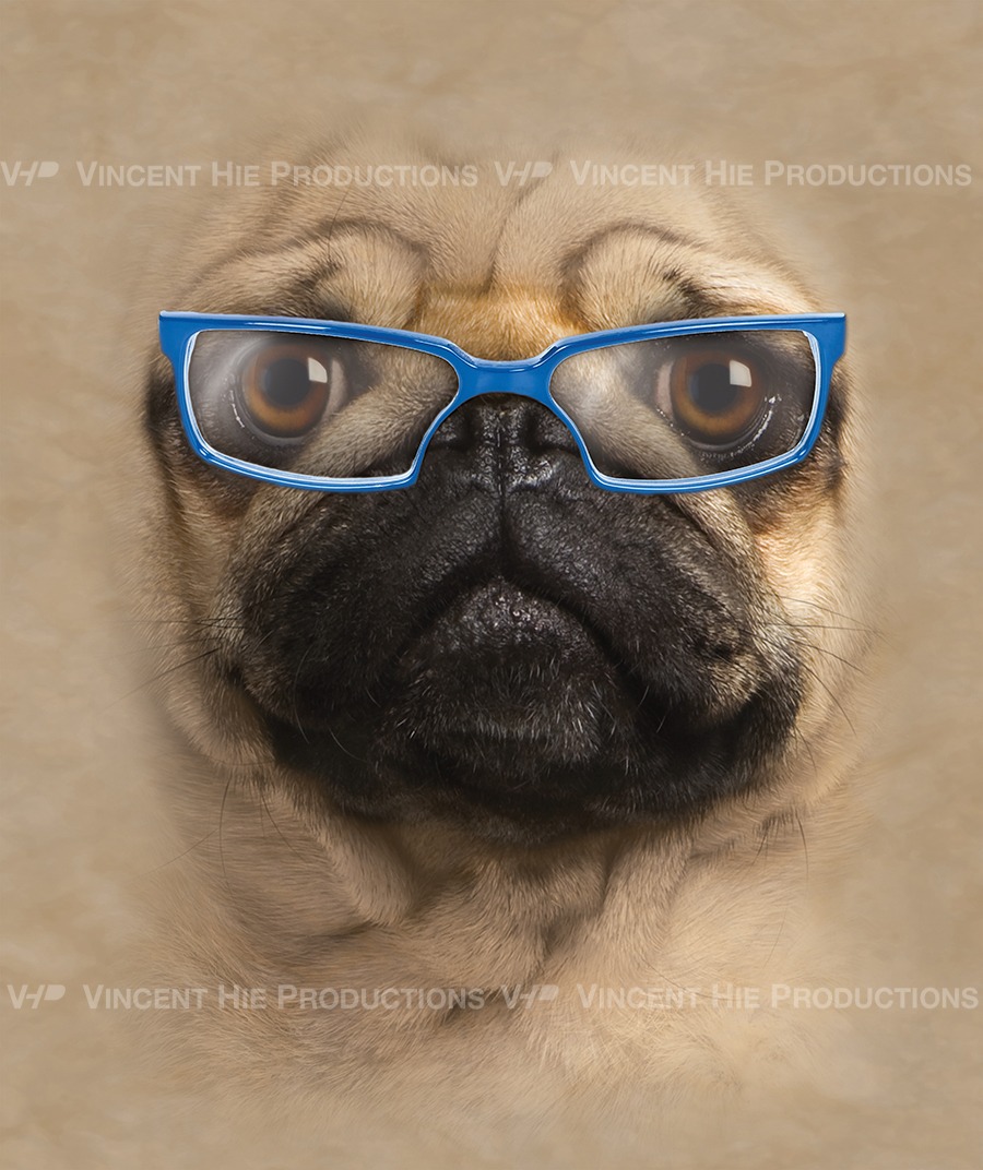 Pug Blue Glasses Big Face