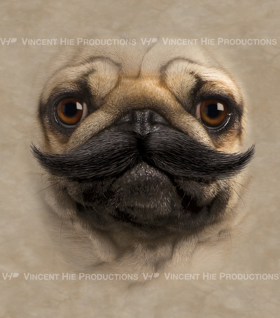 Pug Moustache Big Face