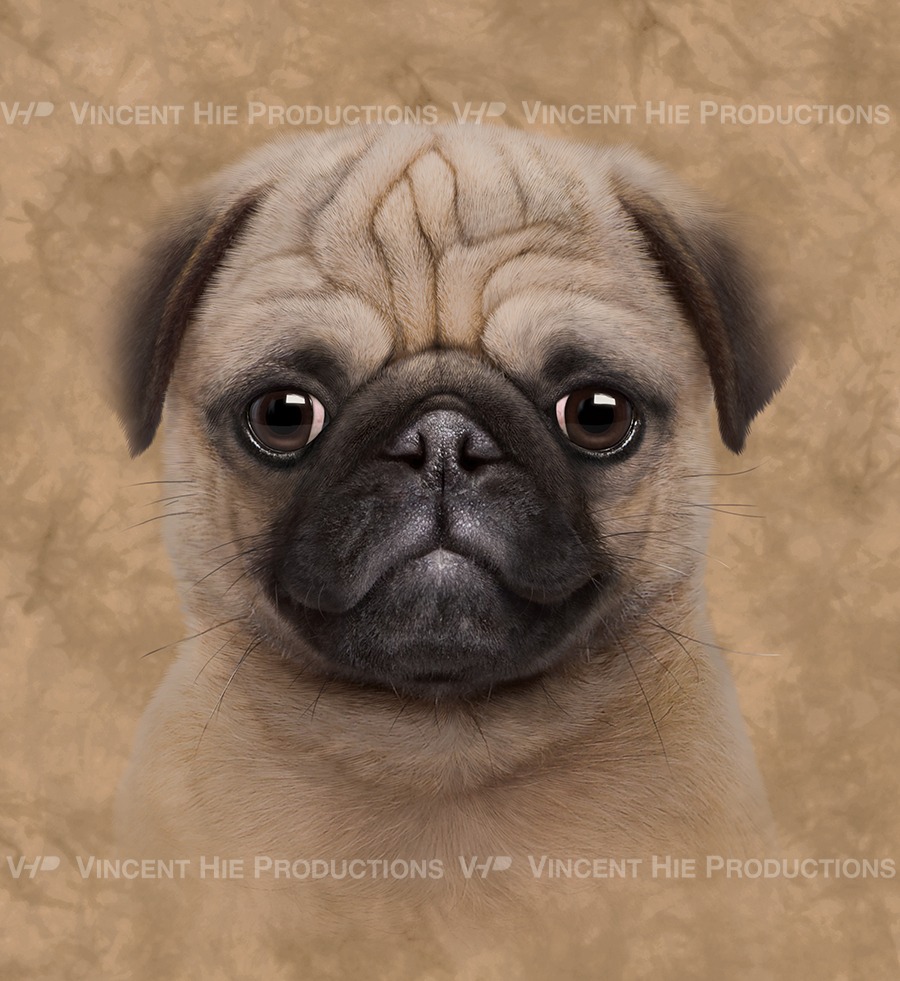 Pug Puppy Big Face