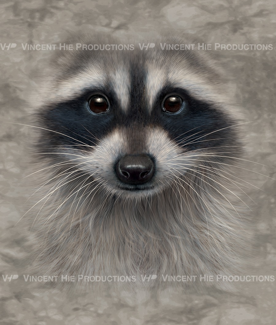 Raccoon Big Face