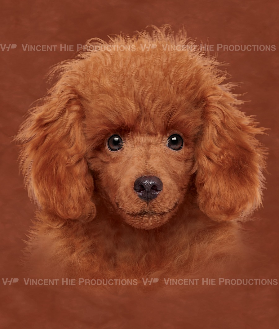 Red Poodle puppy Big Face