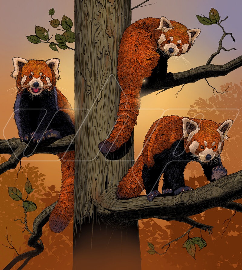 Red Pandas