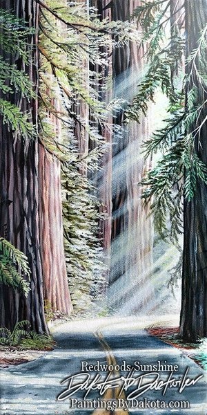 Redwoods Sunshine