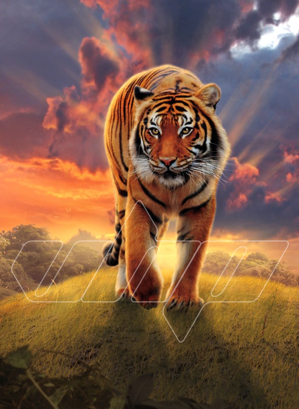 Rising Tiger