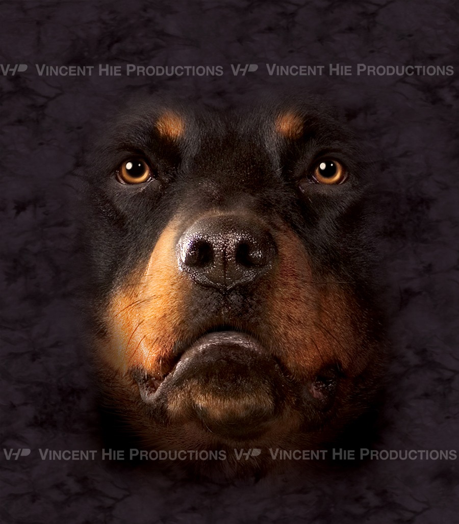 Rottweiler Big Face