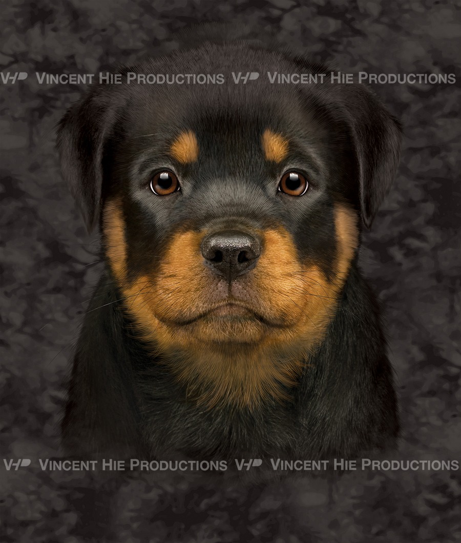 Rottweiler Puppy Big Face