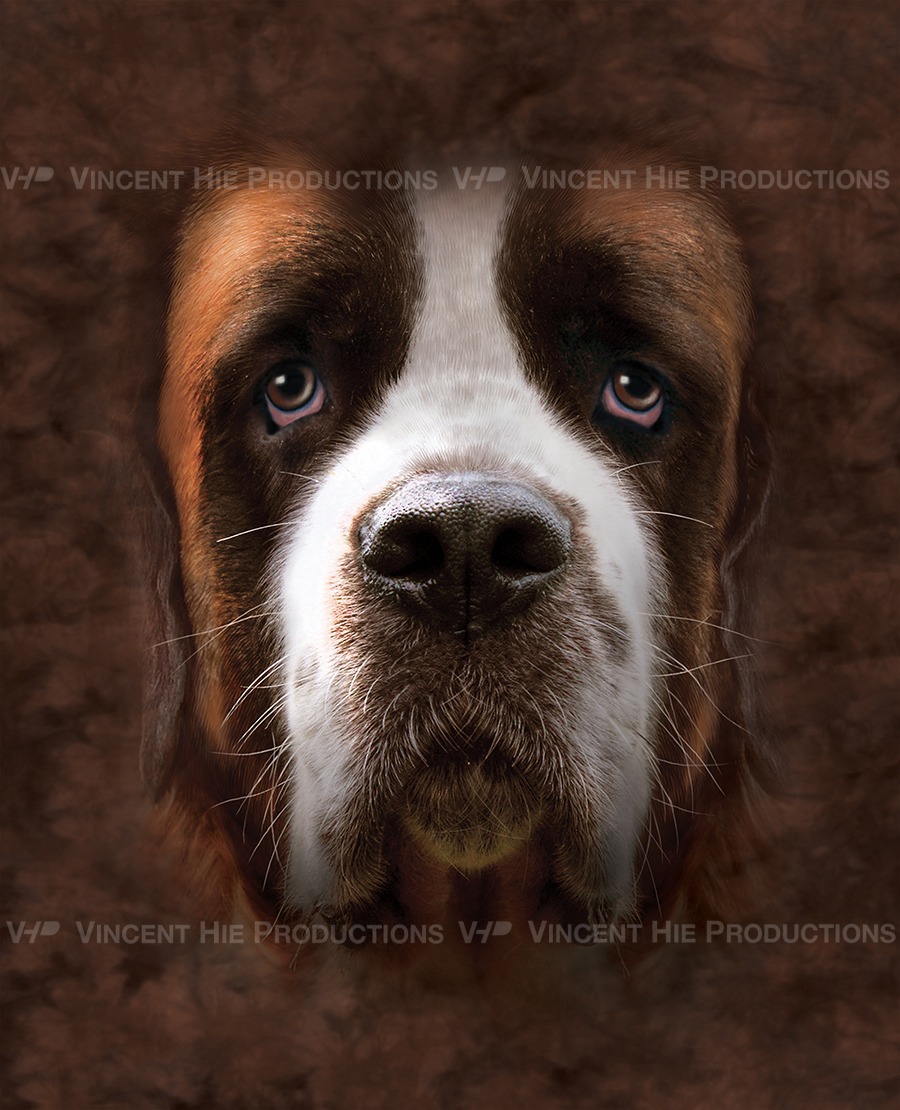 Saint Bernard Big Face