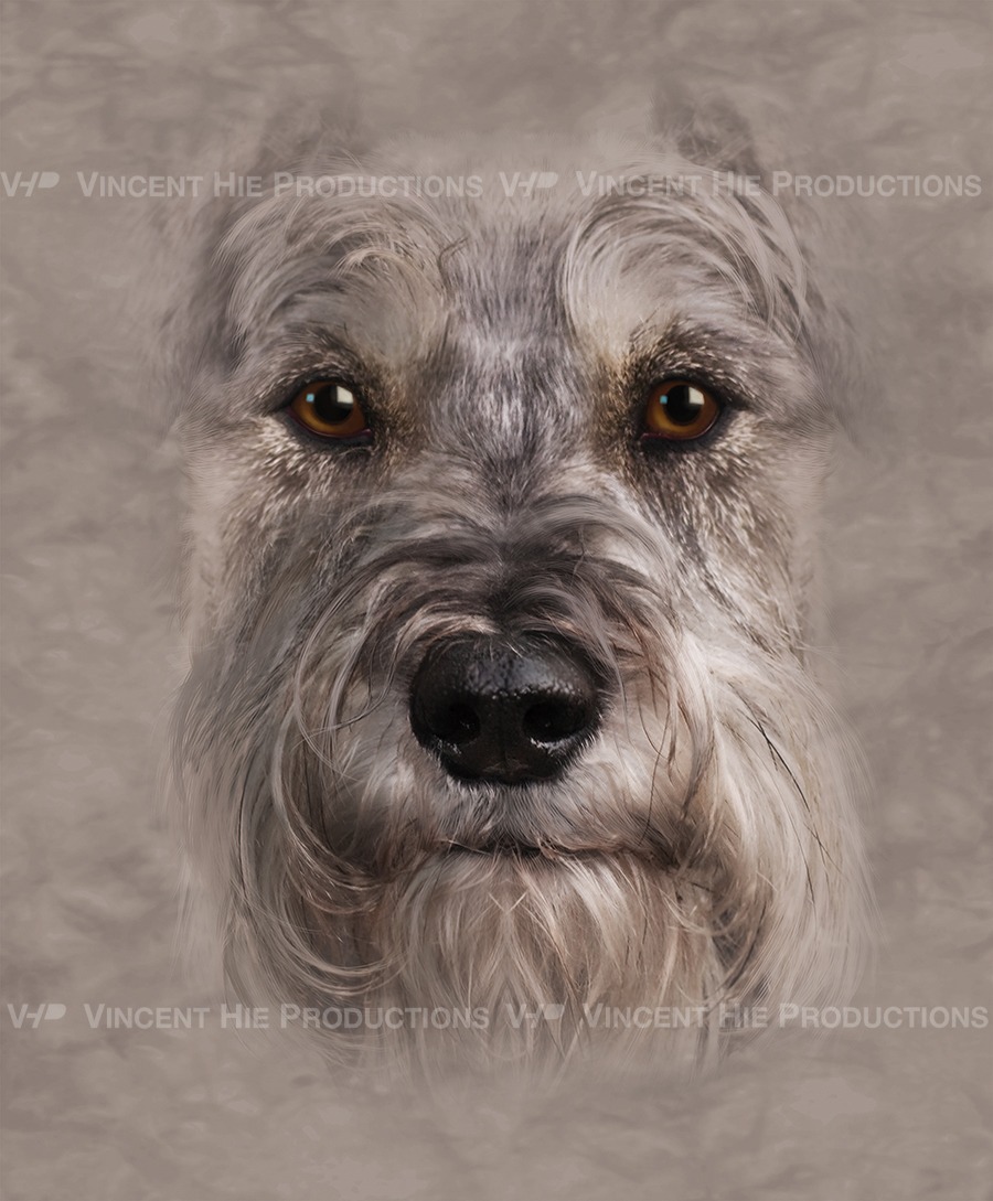Schnauzer