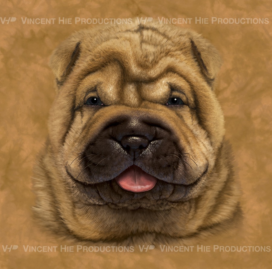 Shar Pei Puppy Big Face