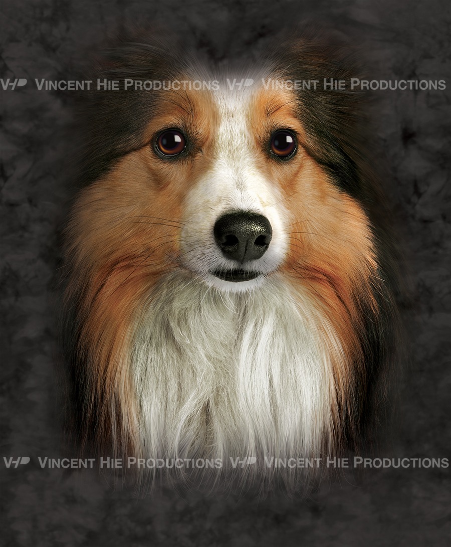 Shetland Sheepdog Big Face