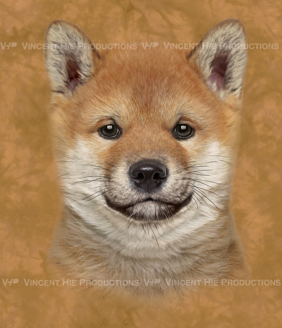 Shiba Inu puppy Big Face