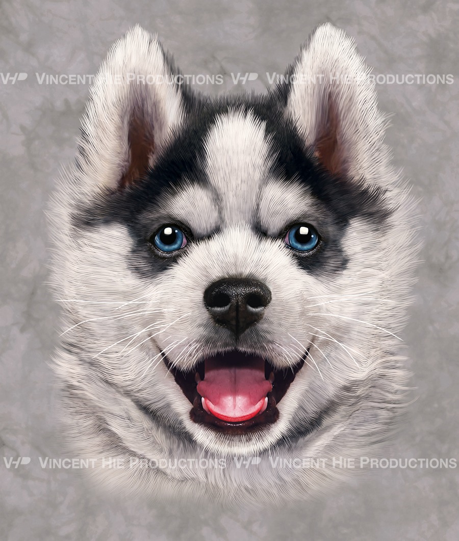 Siberian Husky Puppy Big Face