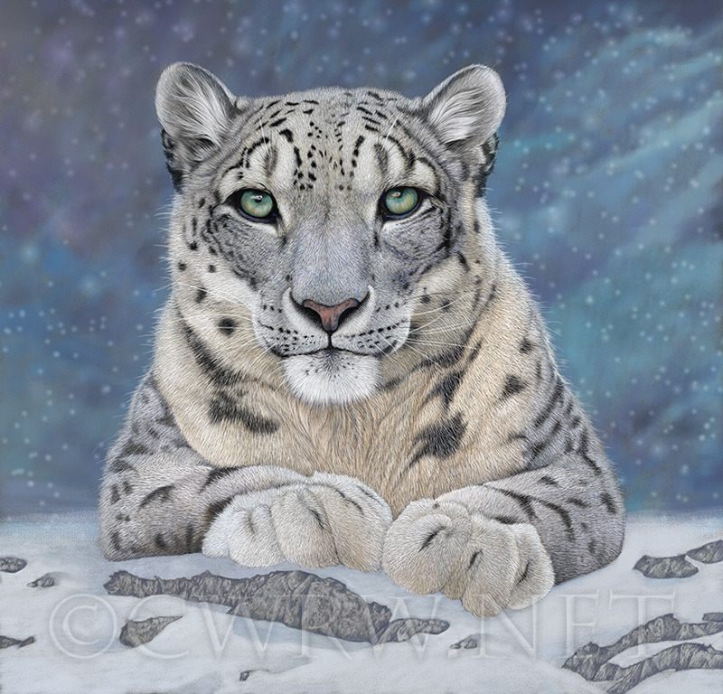 Snow Leopard