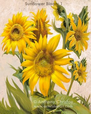 Sunflower Bloom 1