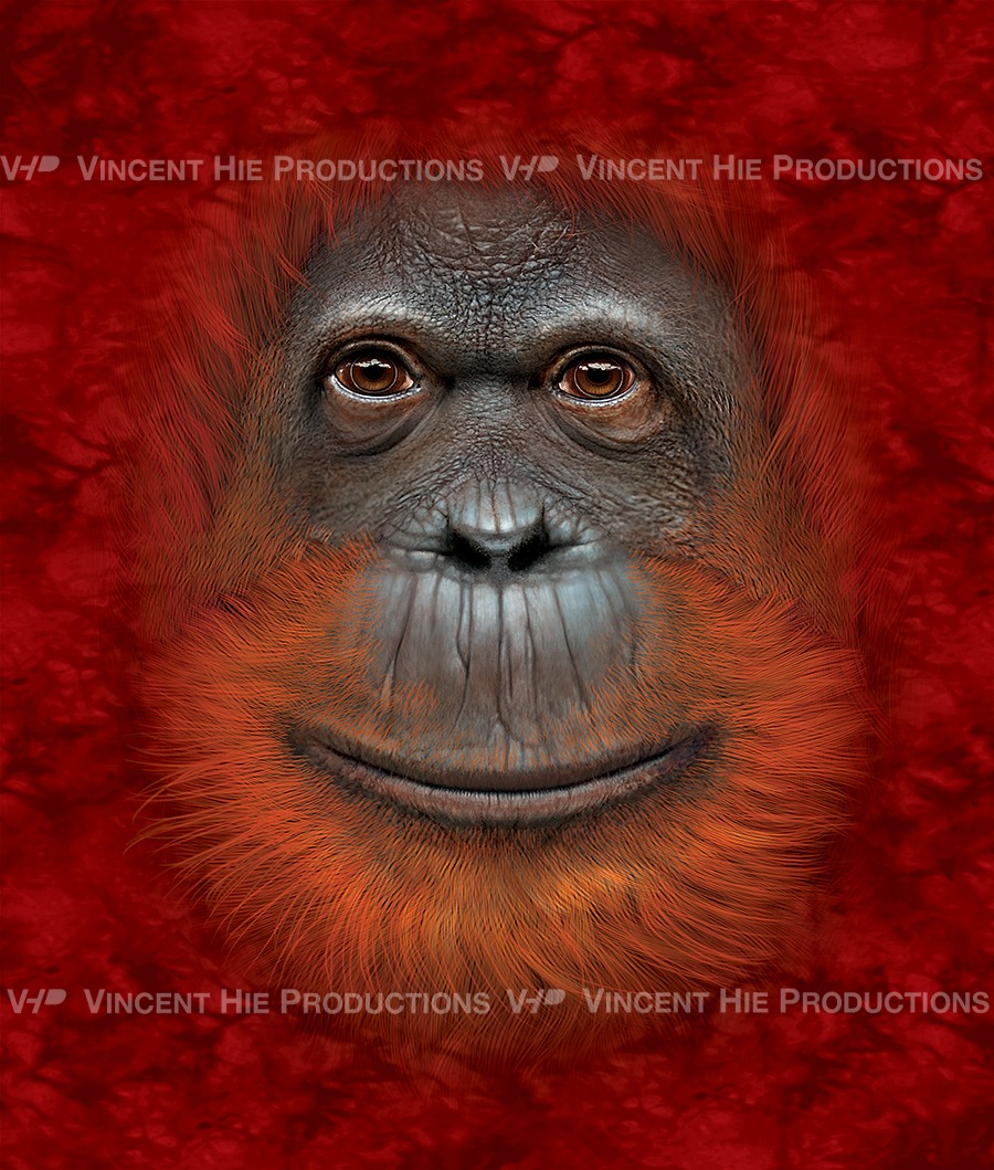 Urang Utan Big Face