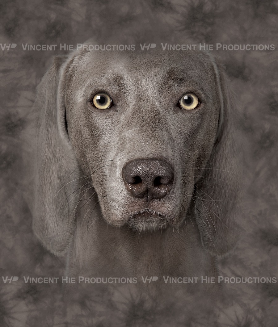 Weimaranar Big Face