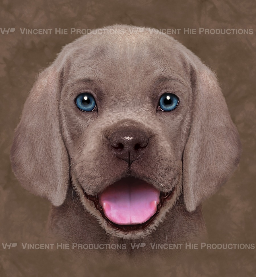 Weimaraner Puppy Big Face