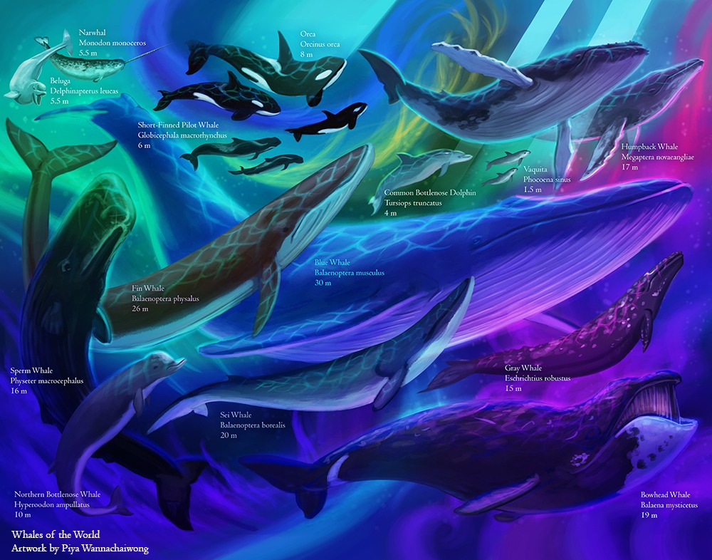 Whales of the World