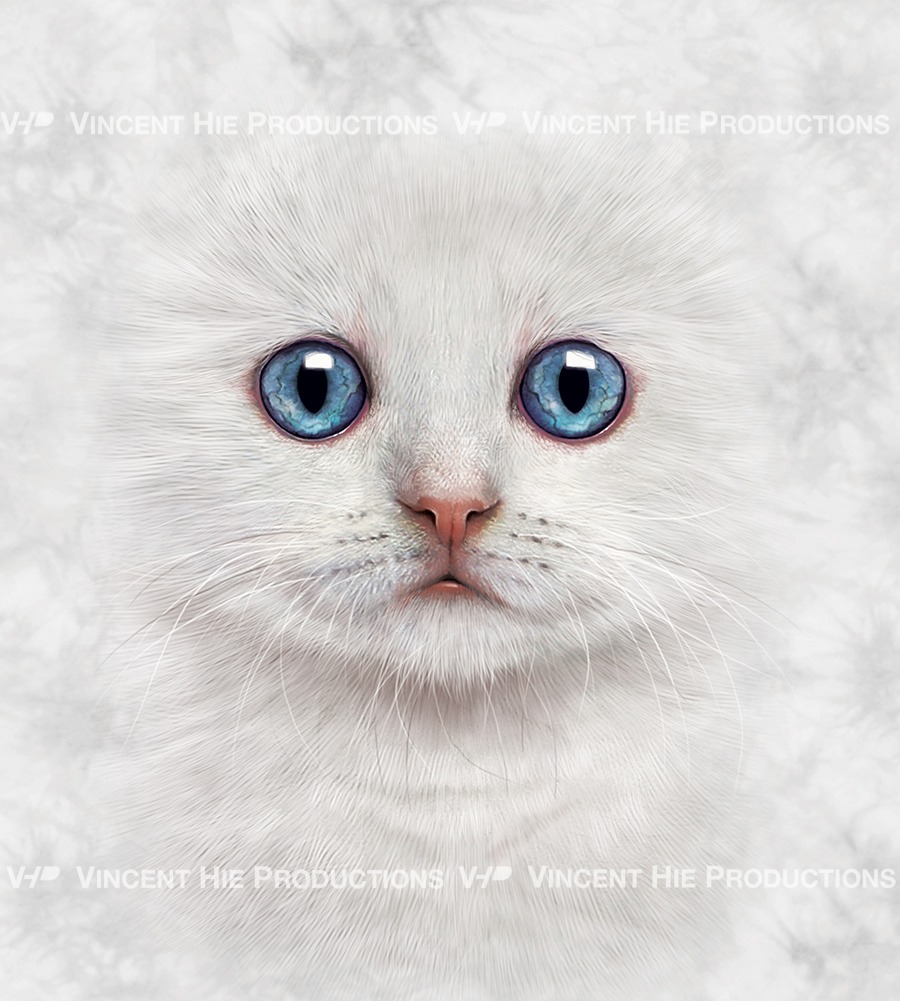 White Kitten Big Face