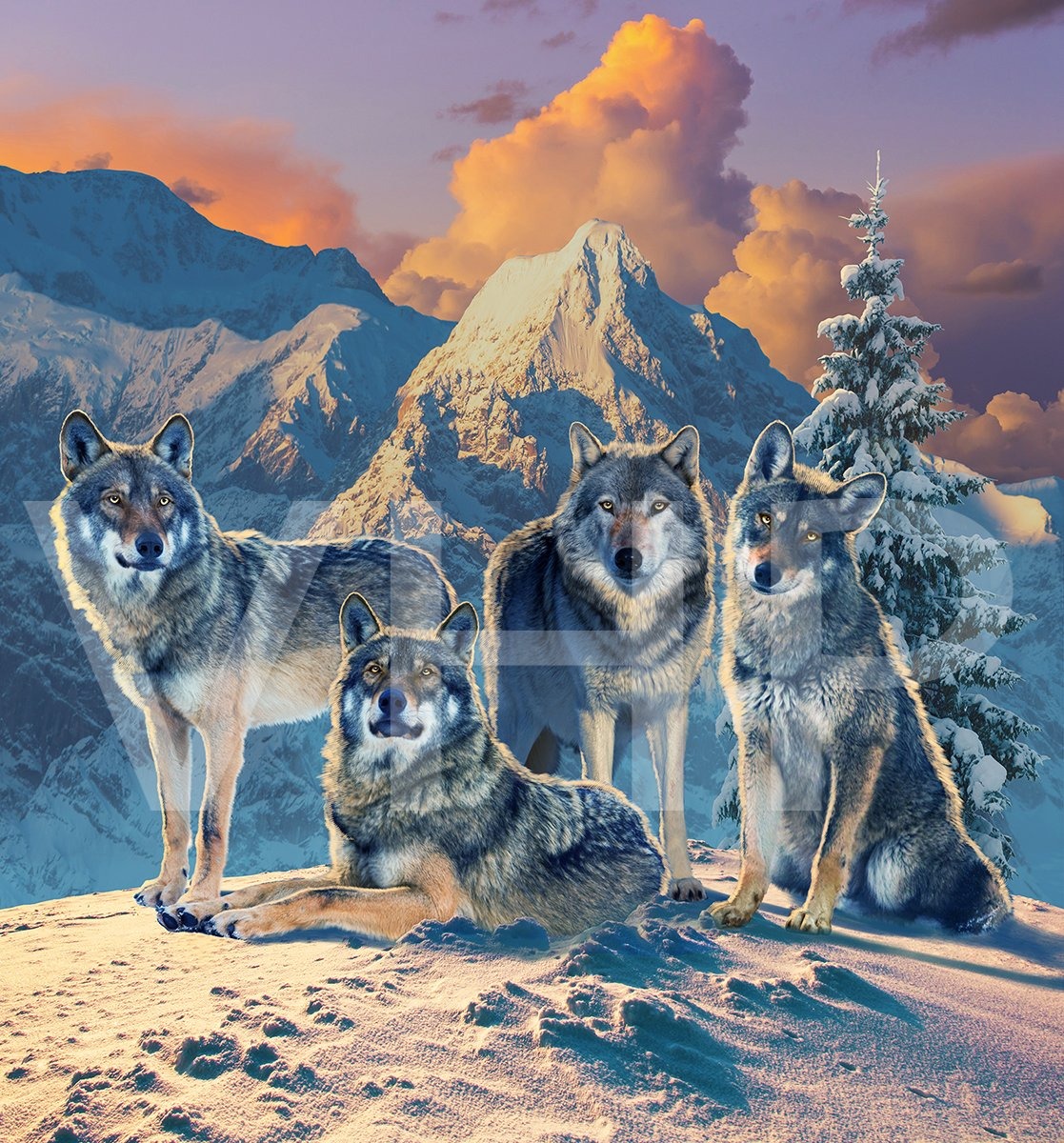 Wolf Pack in the Snow