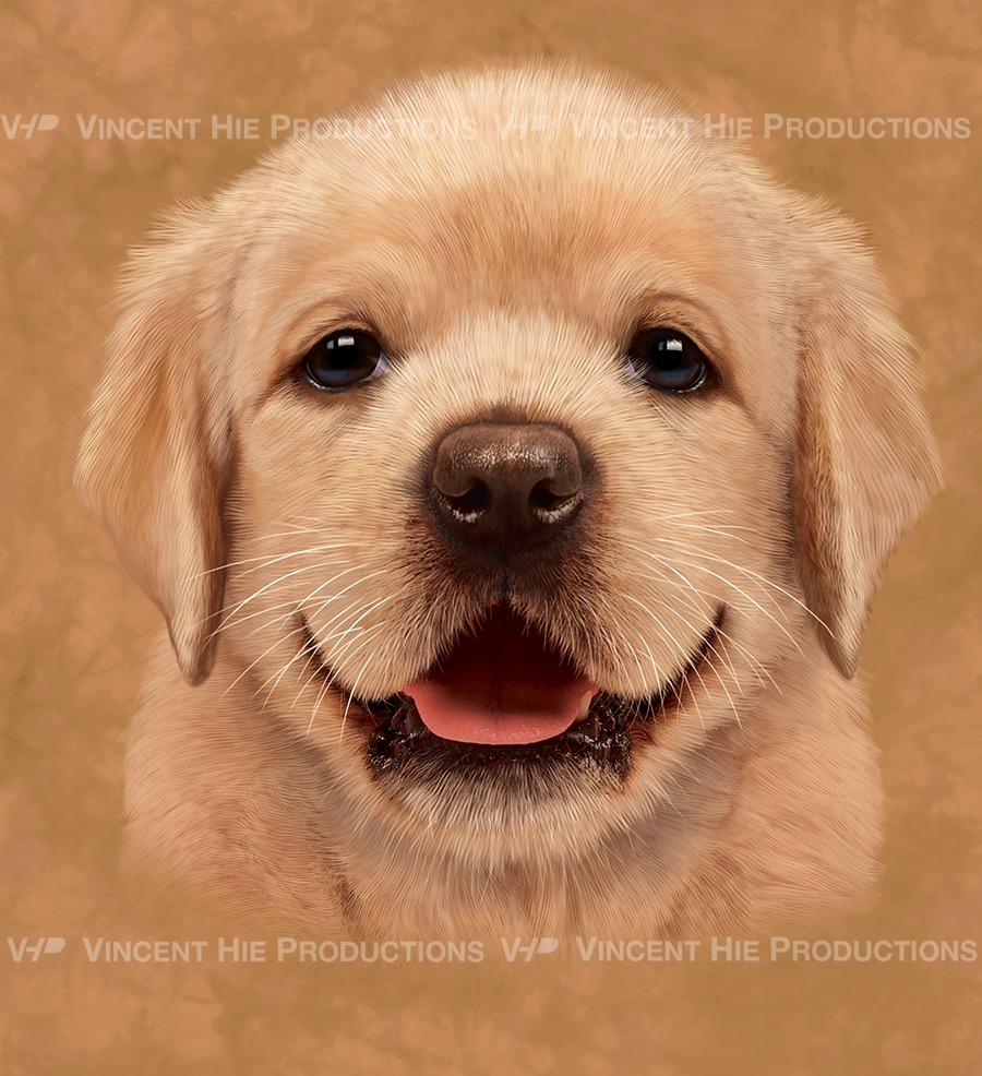 Yellow Lab puppy Big Face