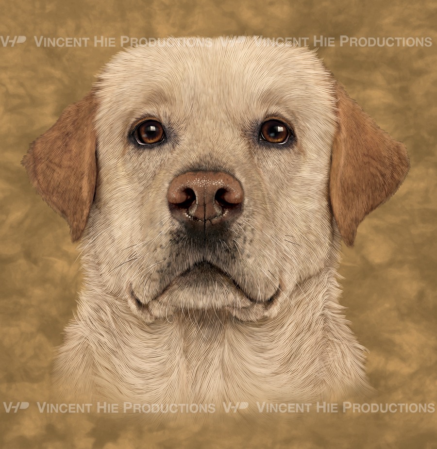 Yellow Labrador Big Face