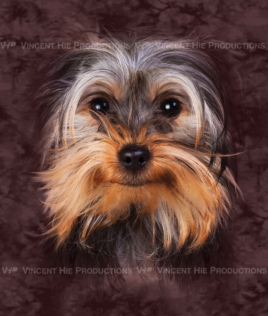 Yorkshire Terrier Big Face