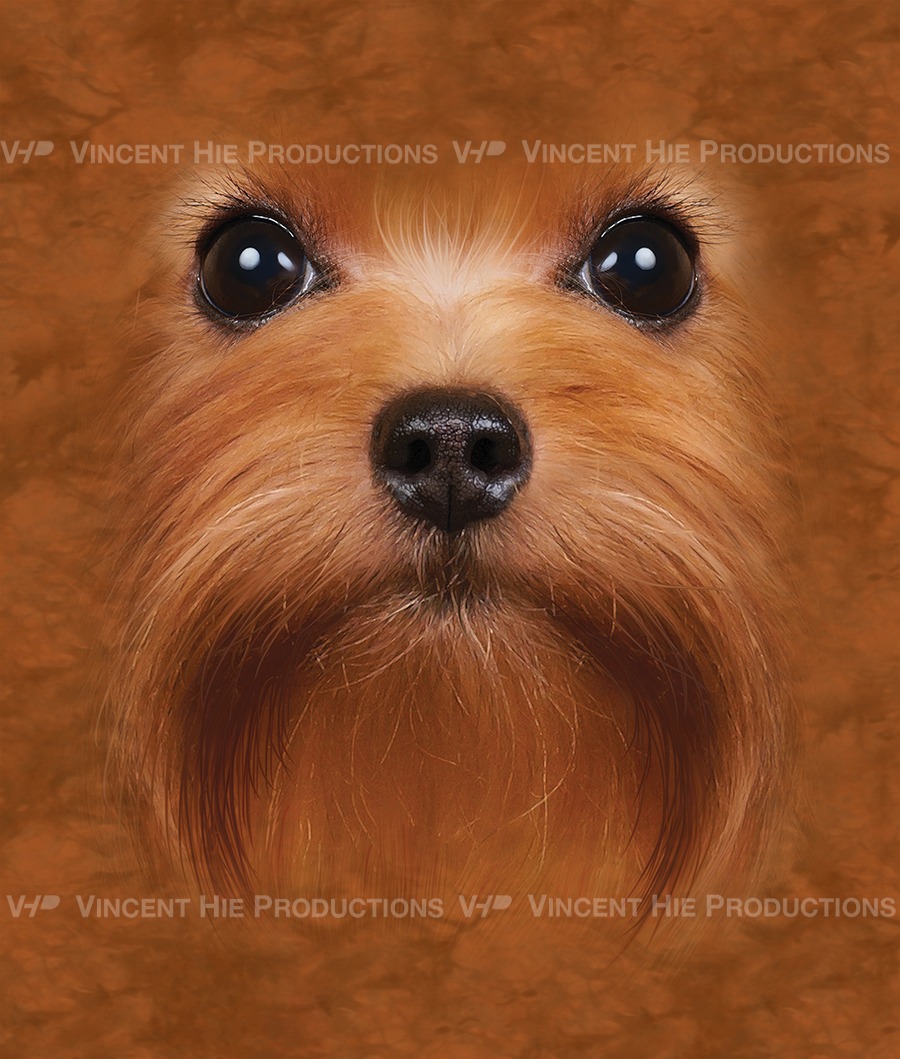 Yorshire Terrier Red Big Face