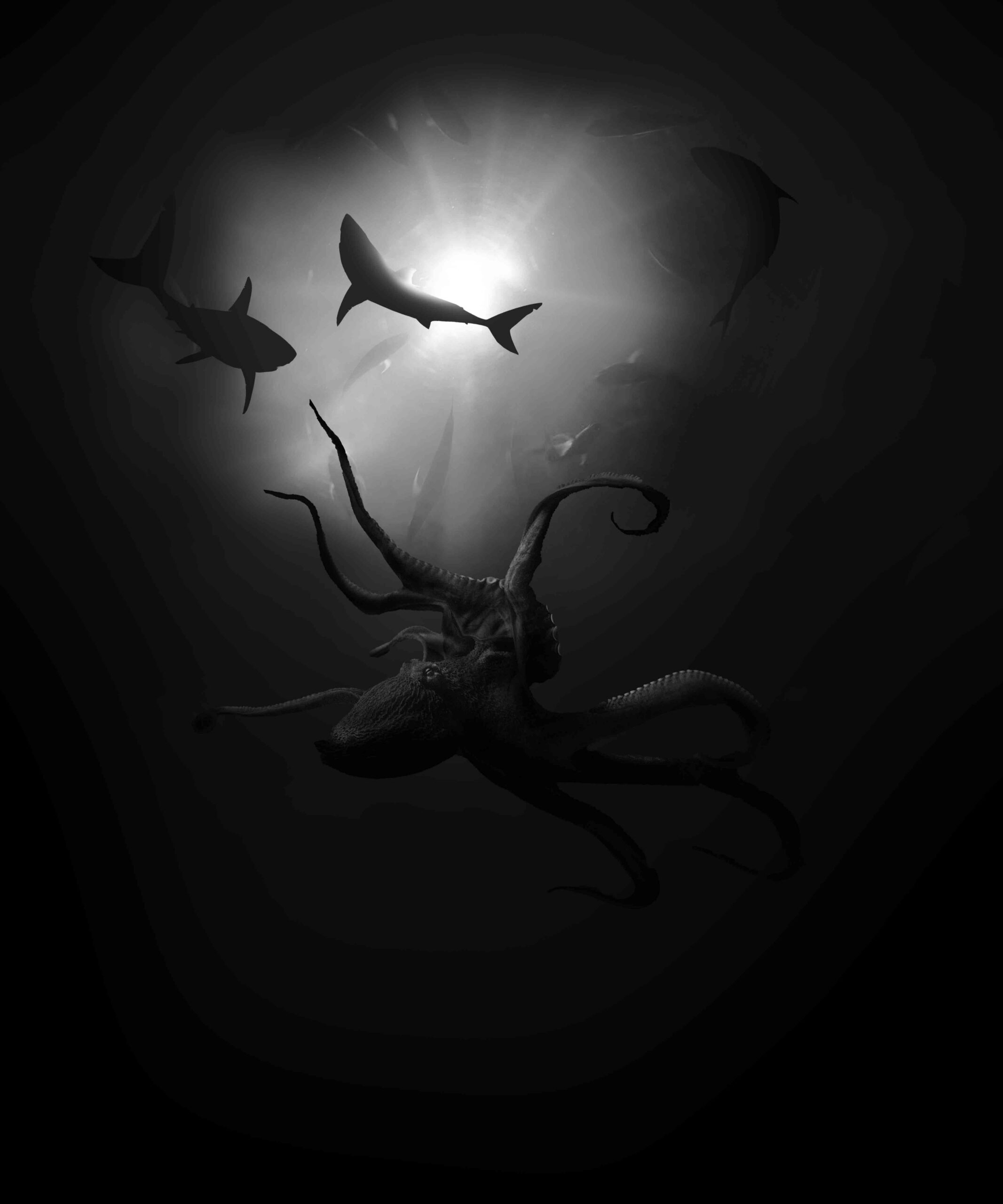 Octopus in Deep-Sea