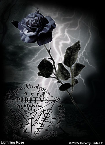 Lightning Rose (CA216)