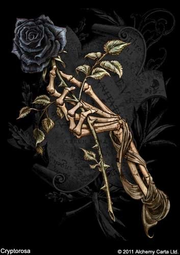 Cryptorosa (CA559)