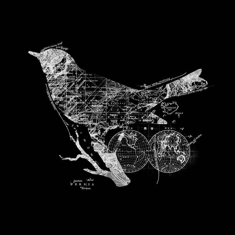 Bird Wanderlust