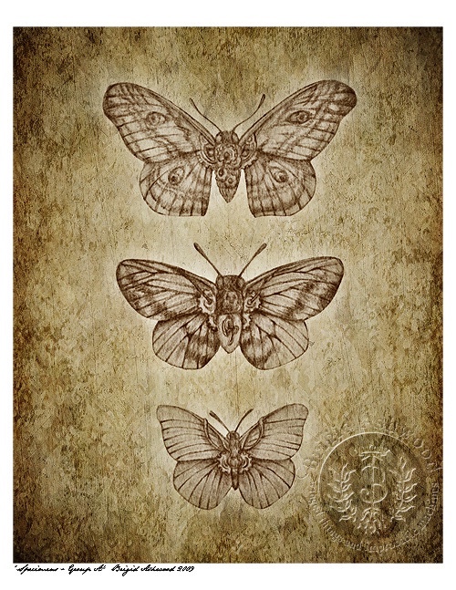 Steampunk Specimens: Winged Things