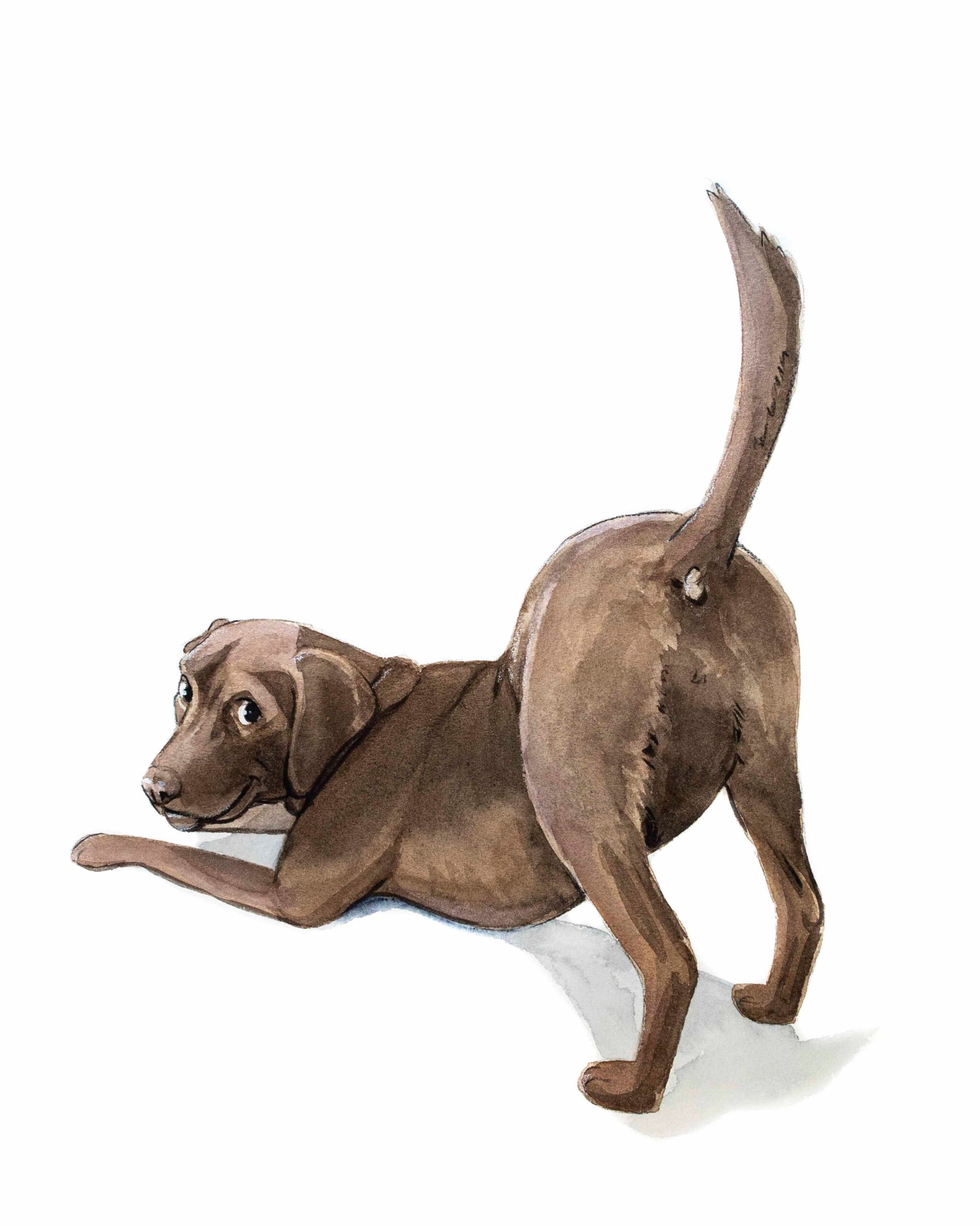 Lab Butt