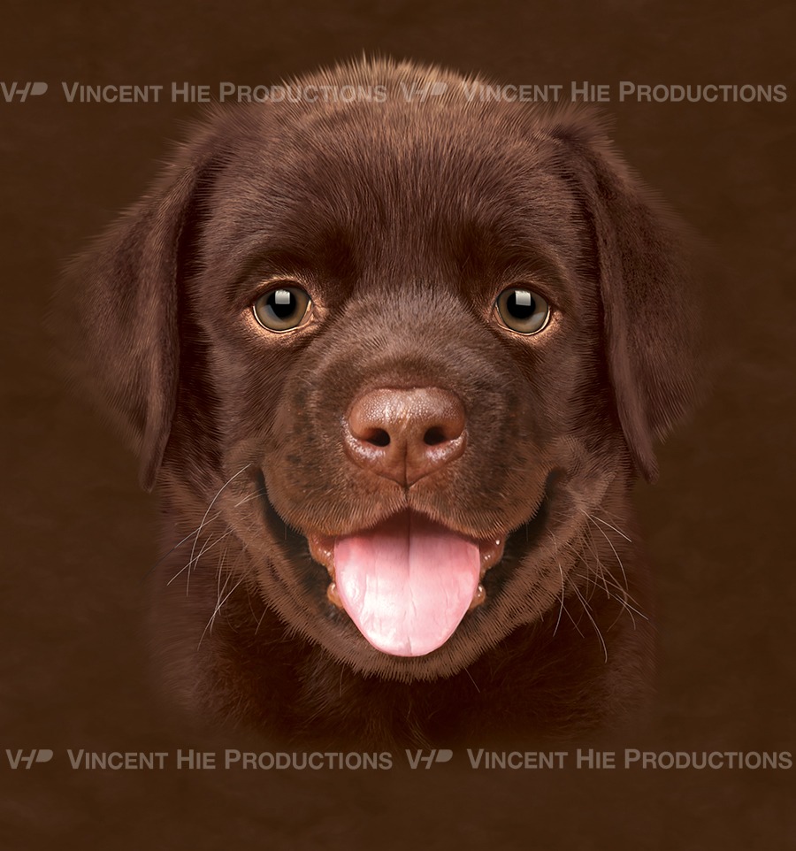 chocolate Lab Puppy Big Face