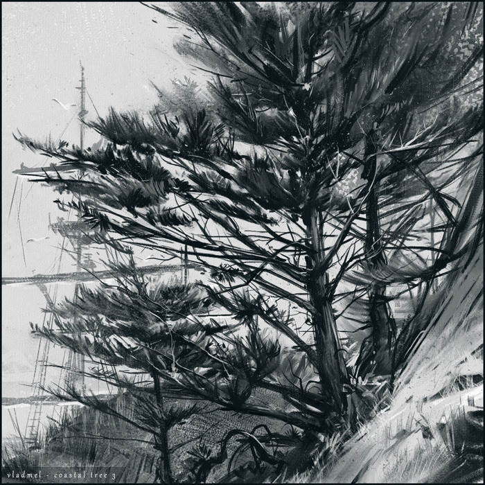 Coastal tree 3