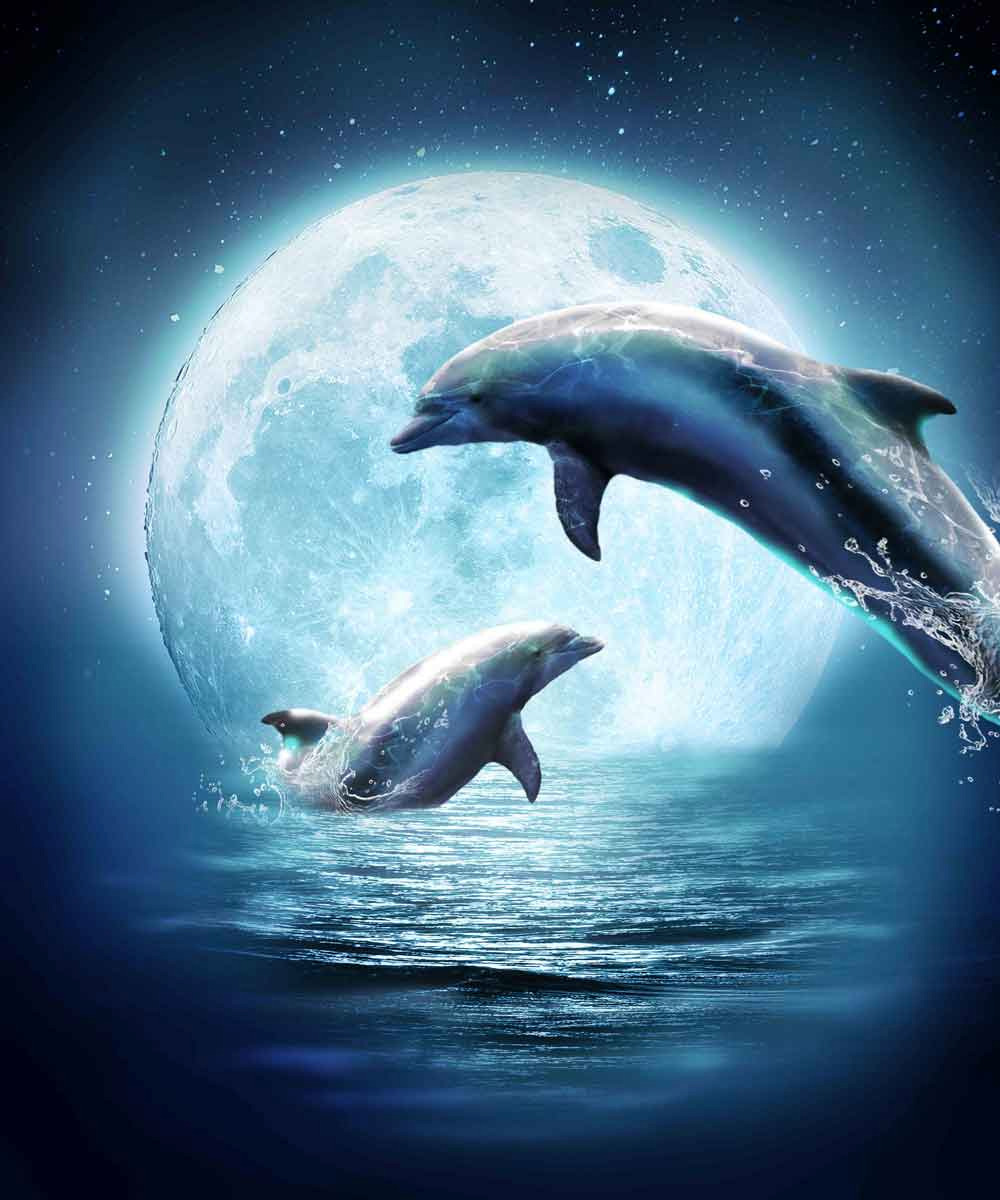 Moonlit Dolphin Dance