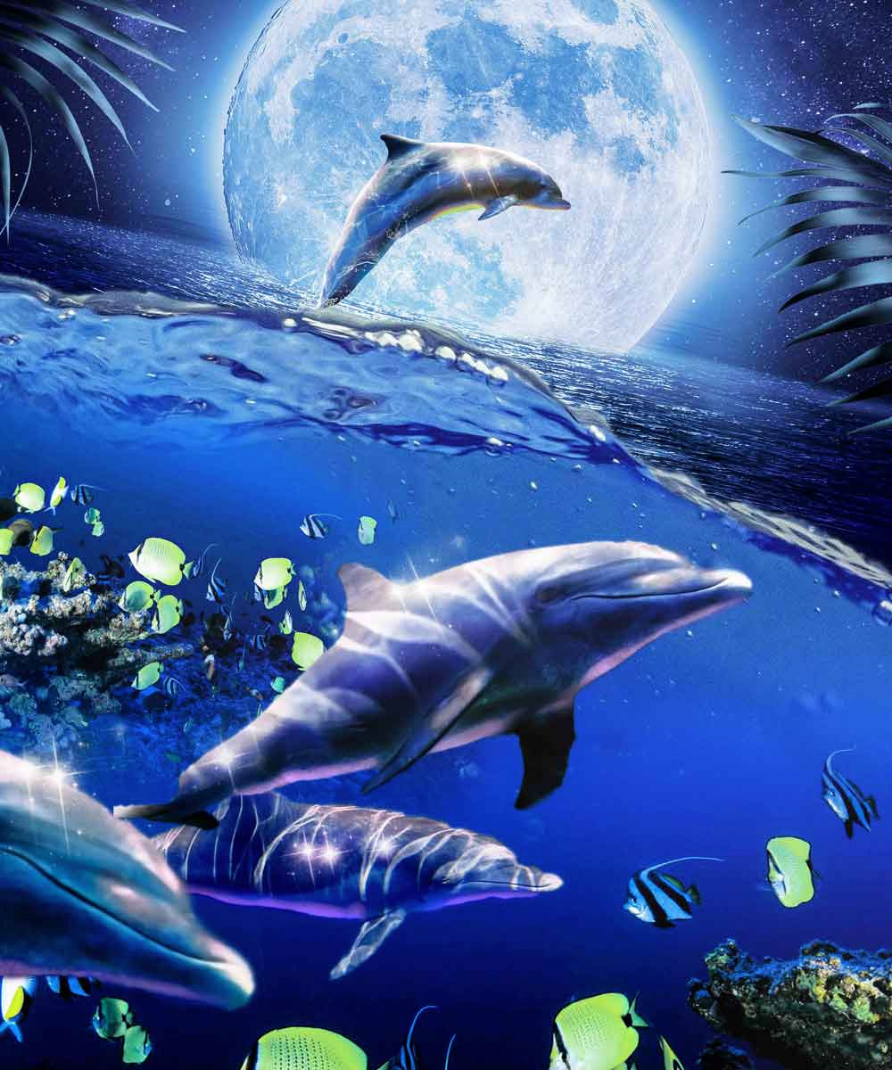Moonlit Reef Dolphins