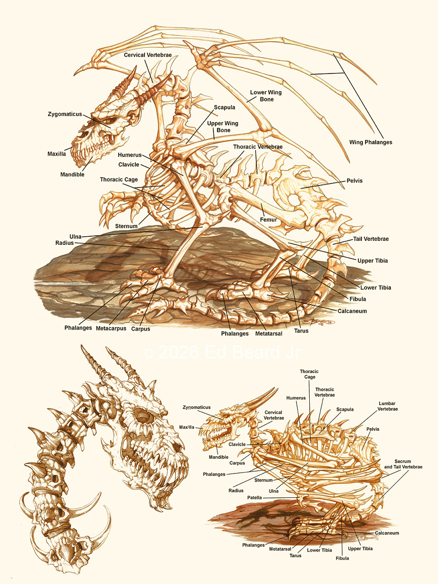 Dragon Anatomy