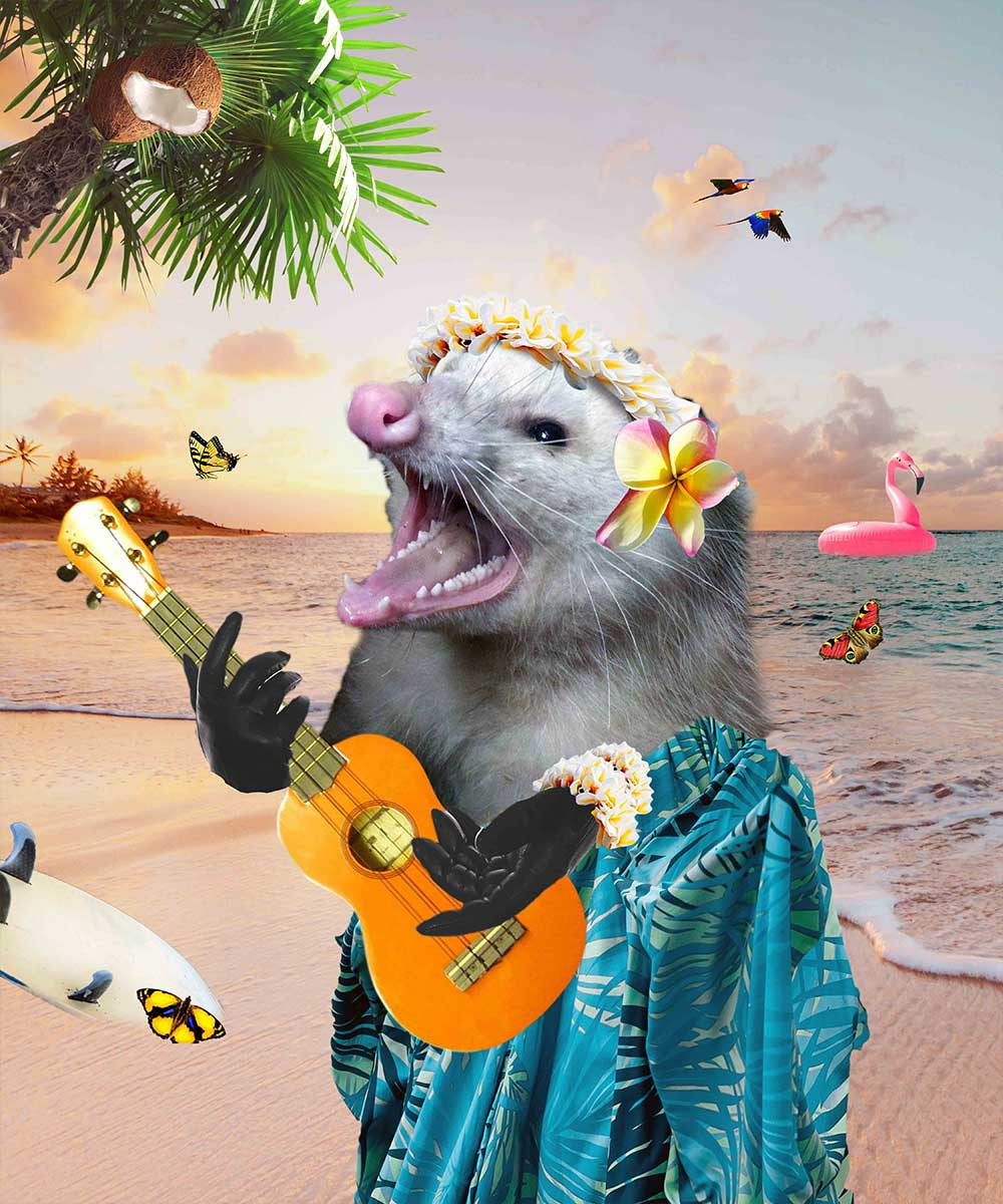 Hawaiian Possum