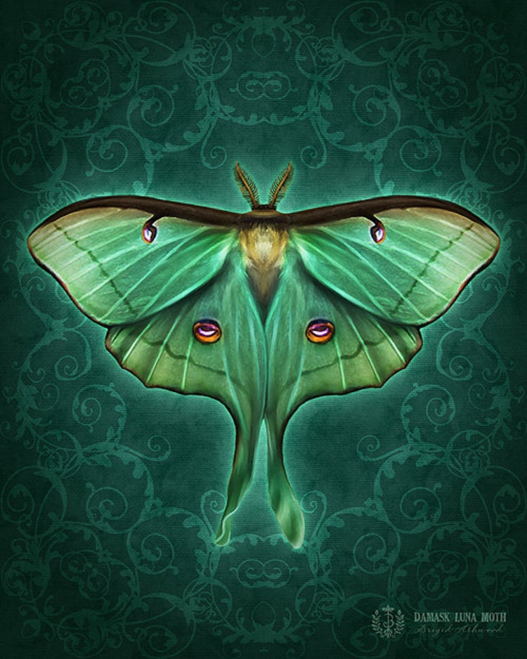Winged Things: Luna Moth