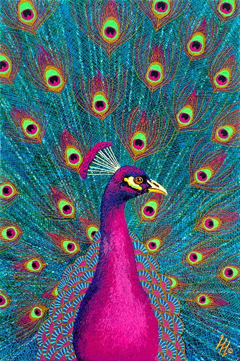 Pink Peacock