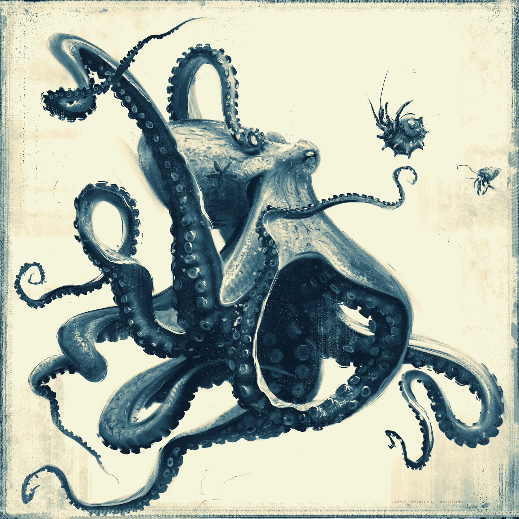 Octopus – play – study