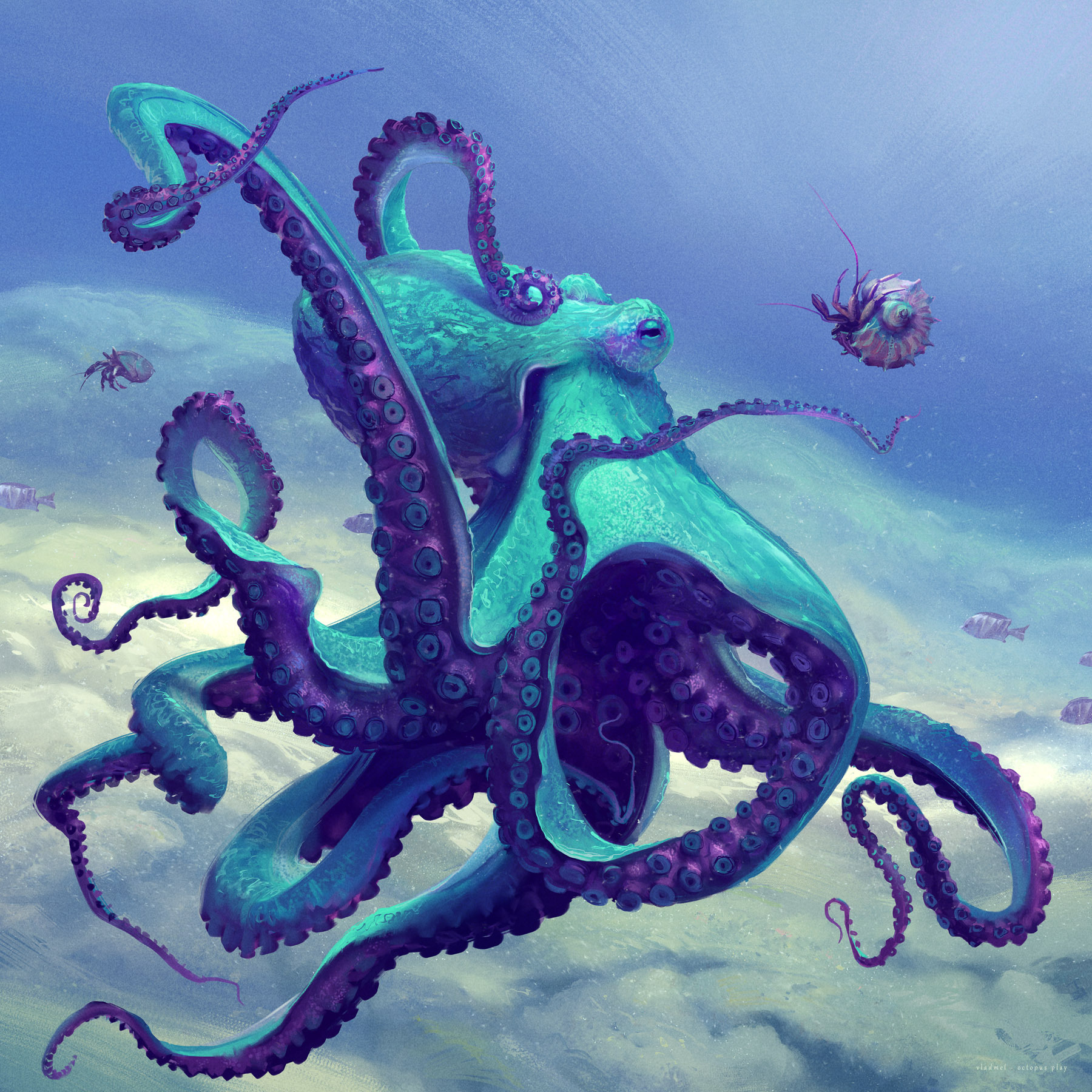 Octopus – blue