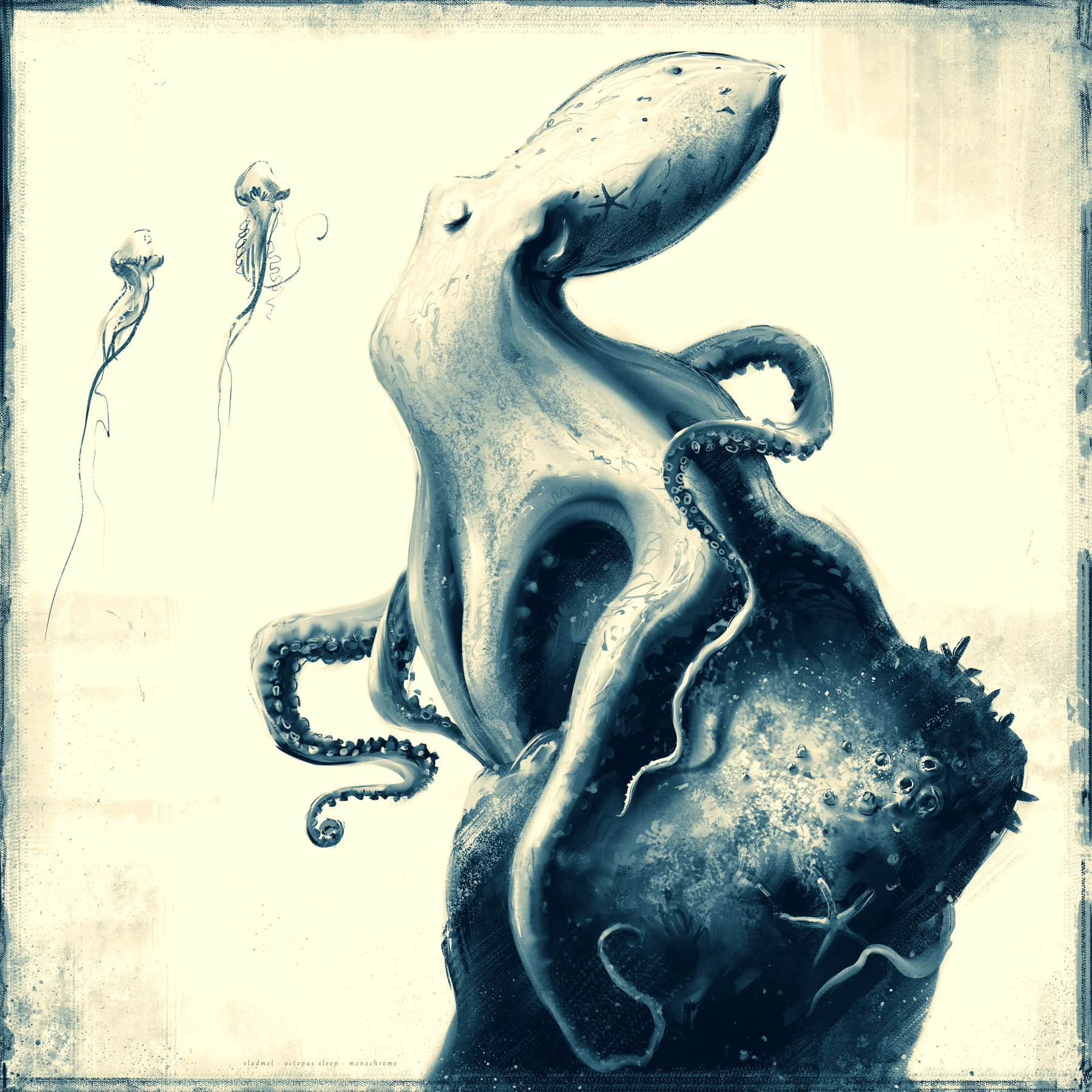Octopus rest – study