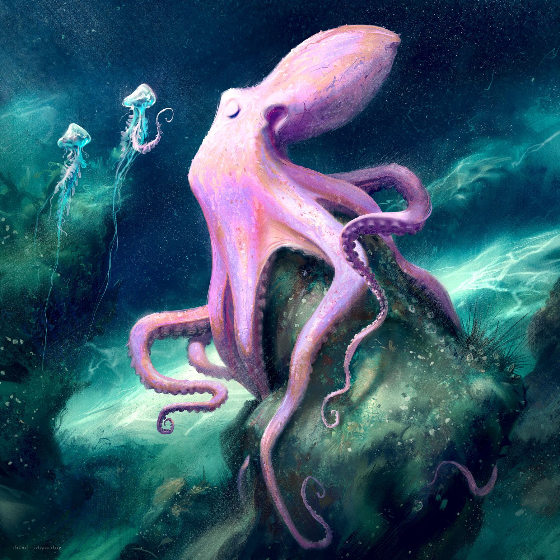Octopus – sleep