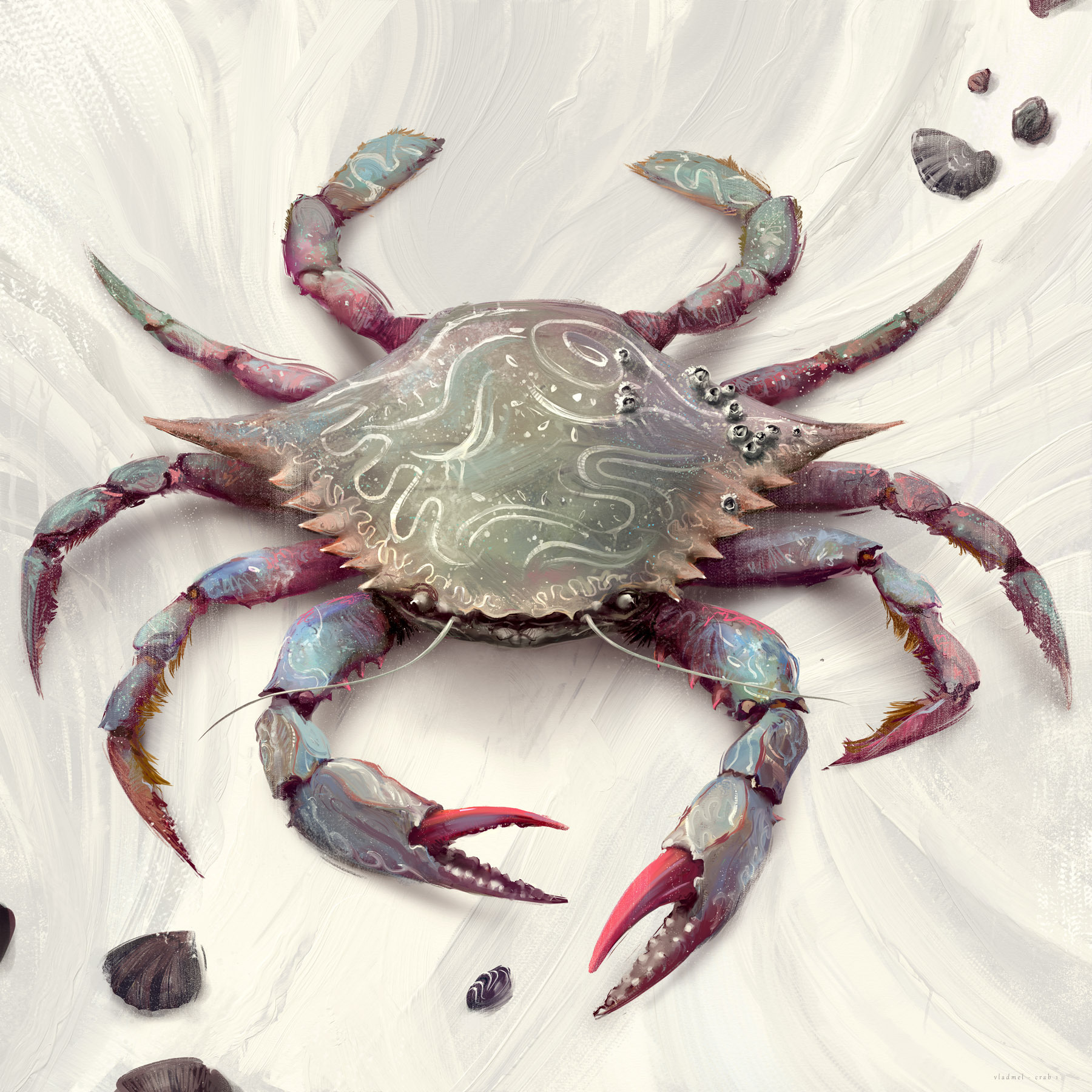 Painted crab 1
