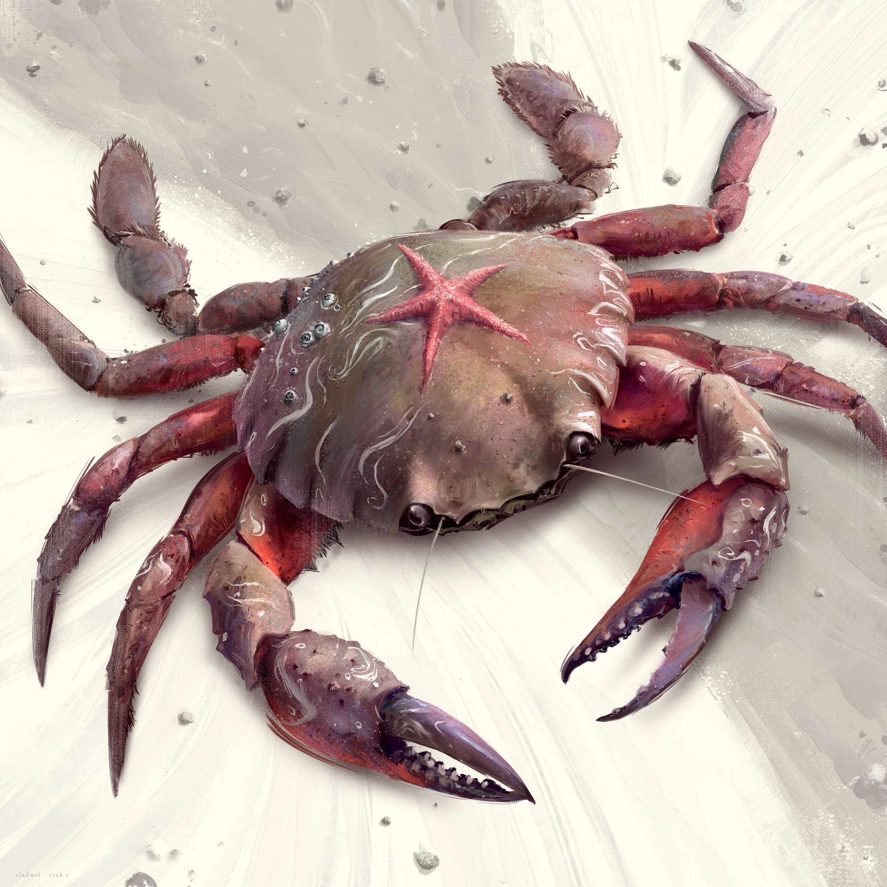 Painted crab 2