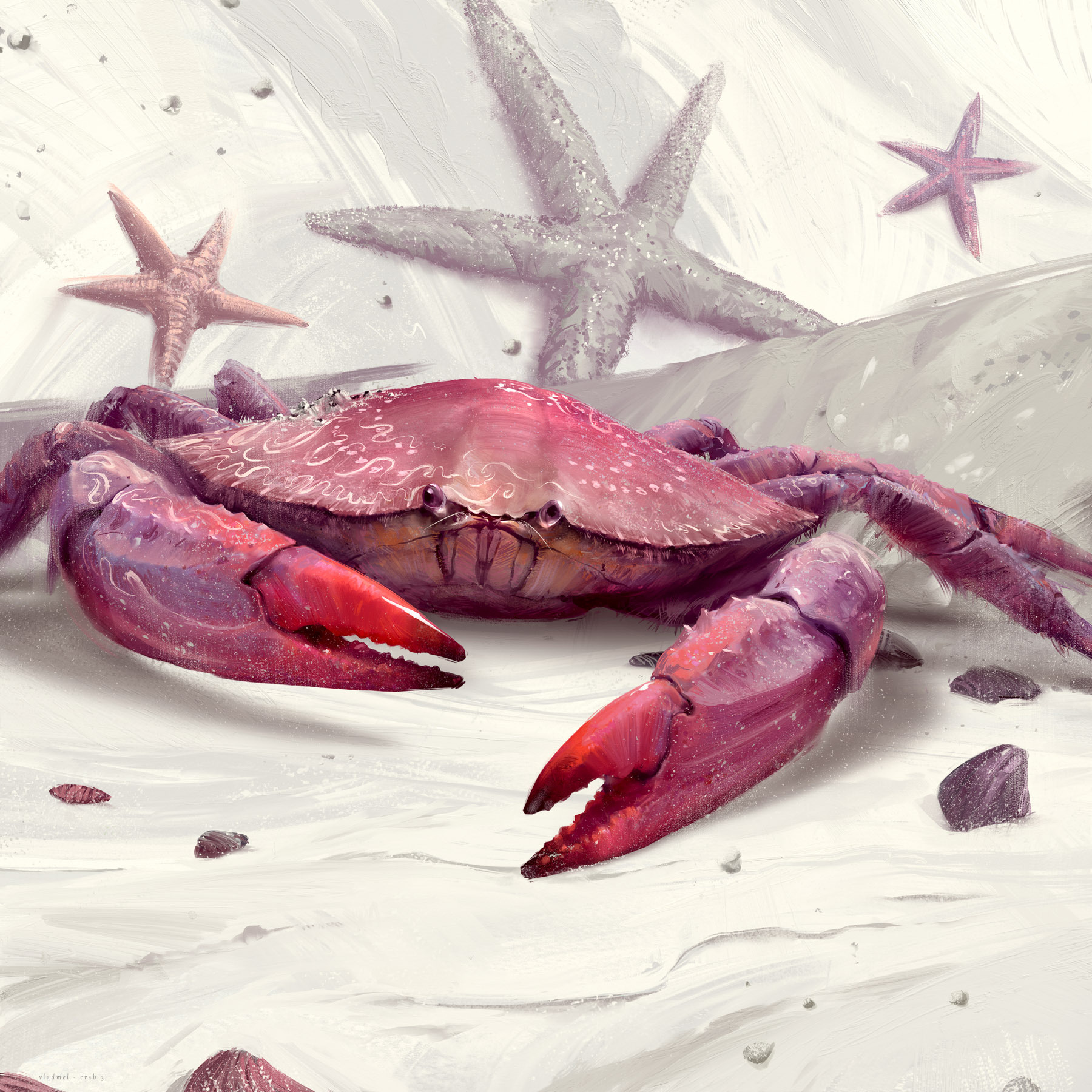 Painted crab 3