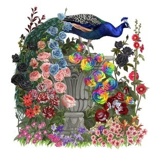 peacock and exotic roses